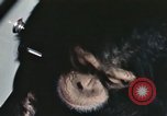 Standbild Ausbildung von Schimpansen New Mexico United States USA, 1960, aus Sekunde 56 historischem Filmmaterial Videoclip 65675065069