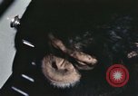 Standbild Ausbildung von Schimpansen New Mexico United States USA, 1960, aus Sekunde 58 historischem Filmmaterial Videoclip 65675065069