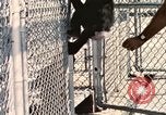 Immagine di Formazione di uno scimpanzé New Mexico United States USA, 1960, secondo 16 filmato di repertorio 65675065071