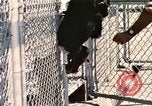 Immagine di Formazione di uno scimpanzé New Mexico United States USA, 1960, secondo 17 filmato di repertorio 65675065071