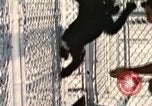 Immagine di Formazione di uno scimpanzé New Mexico United States USA, 1960, secondo 20 filmato di repertorio 65675065071