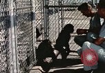 Immagine di Formazione di uno scimpanzé New Mexico United States USA, 1960, secondo 26 filmato di repertorio 65675065071