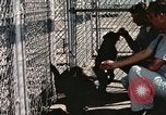 Immagine di Formazione di uno scimpanzé New Mexico United States USA, 1960, secondo 28 filmato di repertorio 65675065071