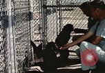 Immagine di Formazione di uno scimpanzé New Mexico United States USA, 1960, secondo 29 filmato di repertorio 65675065071
