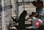 Immagine di Formazione di uno scimpanzé New Mexico United States USA, 1960, secondo 30 filmato di repertorio 65675065071