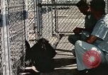 Immagine di Formazione di uno scimpanzé New Mexico United States USA, 1960, secondo 31 filmato di repertorio 65675065071