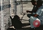 Immagine di Formazione di uno scimpanzé New Mexico United States USA, 1960, secondo 32 filmato di repertorio 65675065071