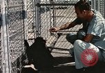 Immagine di Formazione di uno scimpanzé New Mexico United States USA, 1960, secondo 33 filmato di repertorio 65675065071