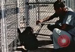 Immagine di Formazione di uno scimpanzé New Mexico United States USA, 1960, secondo 34 filmato di repertorio 65675065071