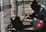 Immagine di Formazione di uno scimpanzé New Mexico United States USA, 1960, secondo 35 filmato di repertorio 65675065071
