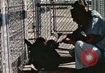 Immagine di Formazione di uno scimpanzé New Mexico United States USA, 1960, secondo 36 filmato di repertorio 65675065071