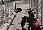Immagine di Formazione di uno scimpanzé New Mexico United States USA, 1960, secondo 37 filmato di repertorio 65675065071