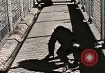 Immagine di Formazione di uno scimpanzé New Mexico United States USA, 1960, secondo 38 filmato di repertorio 65675065071