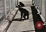 Immagine di Formazione di uno scimpanzé New Mexico United States USA, 1960, secondo 39 filmato di repertorio 65675065071
