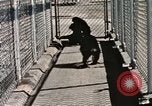 Immagine di Formazione di uno scimpanzé New Mexico United States USA, 1960, secondo 40 filmato di repertorio 65675065071