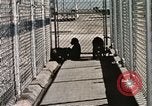 Immagine di Formazione di uno scimpanzé New Mexico United States USA, 1960, secondo 42 filmato di repertorio 65675065071
