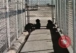 Immagine di Formazione di uno scimpanzé New Mexico United States USA, 1960, secondo 45 filmato di repertorio 65675065071