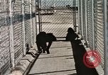Immagine di Formazione di uno scimpanzé New Mexico United States USA, 1960, secondo 48 filmato di repertorio 65675065071
