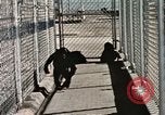 Immagine di Formazione di uno scimpanzé New Mexico United States USA, 1960, secondo 49 filmato di repertorio 65675065071