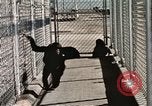 Immagine di Formazione di uno scimpanzé New Mexico United States USA, 1960, secondo 50 filmato di repertorio 65675065071