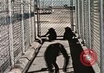 Immagine di Formazione di uno scimpanzé New Mexico United States USA, 1960, secondo 51 filmato di repertorio 65675065071