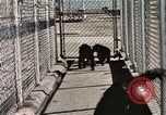 Immagine di Formazione di uno scimpanzé New Mexico United States USA, 1960, secondo 52 filmato di repertorio 65675065071