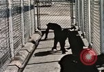 Immagine di Formazione di uno scimpanzé New Mexico United States USA, 1960, secondo 54 filmato di repertorio 65675065071