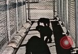 Immagine di Formazione di uno scimpanzé New Mexico United States USA, 1960, secondo 55 filmato di repertorio 65675065071