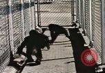 Immagine di Formazione di uno scimpanzé New Mexico United States USA, 1960, secondo 56 filmato di repertorio 65675065071