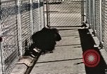 Immagine di Formazione di uno scimpanzé New Mexico United States USA, 1960, secondo 57 filmato di repertorio 65675065071