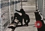Immagine di Formazione di uno scimpanzé New Mexico United States USA, 1960, secondo 58 filmato di repertorio 65675065071