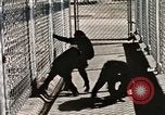Immagine di Formazione di uno scimpanzé New Mexico United States USA, 1960, secondo 59 filmato di repertorio 65675065071