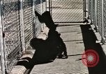Immagine di Formazione di uno scimpanzé New Mexico United States USA, 1960, secondo 61 filmato di repertorio 65675065071