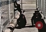 Immagine di Formazione di uno scimpanzé New Mexico United States USA, 1960, secondo 62 filmato di repertorio 65675065071