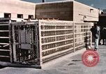 Immagine di Formazione di uno scimpanzé New Mexico United States USA, 1960, secondo 4 filmato di repertorio 65675065072