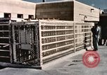 Immagine di Formazione di uno scimpanzé New Mexico United States USA, 1960, secondo 5 filmato di repertorio 65675065072