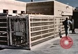 Immagine di Formazione di uno scimpanzé New Mexico United States USA, 1960, secondo 6 filmato di repertorio 65675065072