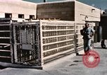 Immagine di Formazione di uno scimpanzé New Mexico United States USA, 1960, secondo 7 filmato di repertorio 65675065072