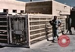 Immagine di Formazione di uno scimpanzé New Mexico United States USA, 1960, secondo 8 filmato di repertorio 65675065072