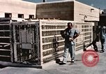 Immagine di Formazione di uno scimpanzé New Mexico United States USA, 1960, secondo 9 filmato di repertorio 65675065072
