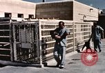 Immagine di Formazione di uno scimpanzé New Mexico United States USA, 1960, secondo 10 filmato di repertorio 65675065072