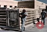 Immagine di Formazione di uno scimpanzé New Mexico United States USA, 1960, secondo 11 filmato di repertorio 65675065072