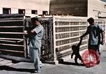 Immagine di Formazione di uno scimpanzé New Mexico United States USA, 1960, secondo 14 filmato di repertorio 65675065072