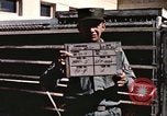 Immagine di Formazione di uno scimpanzé New Mexico United States USA, 1960, secondo 24 filmato di repertorio 65675065072
