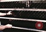 Immagine di Formazione di uno scimpanzé New Mexico United States USA, 1960, secondo 47 filmato di repertorio 65675065072