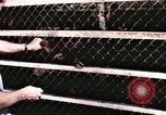 Immagine di Formazione di uno scimpanzé New Mexico United States USA, 1960, secondo 48 filmato di repertorio 65675065072