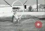 Standbild Schweinswal Marineland Florida USA, 1951, aus Sekunde 7 historischem Filmmaterial Videoclip 65675065088
