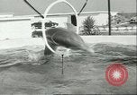 Standbild Schweinswal Marineland Florida USA, 1951, aus Sekunde 8 historischem Filmmaterial Videoclip 65675065088