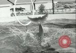 Standbild Schweinswal Marineland Florida USA, 1951, aus Sekunde 9 historischem Filmmaterial Videoclip 65675065088