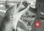 Standbild Schweinswal Marineland Florida USA, 1951, aus Sekunde 12 historischem Filmmaterial Videoclip 65675065088